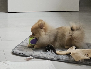 Pomeranian MINI TOY - 2 kg la maturitate  - imagine 3