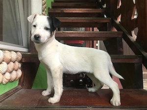 1 pui adorabili de Jack Russell Terrier pitic cu păr scurt 