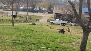 Teren de vânzare, Racovițeni, Buzau - imagine 2