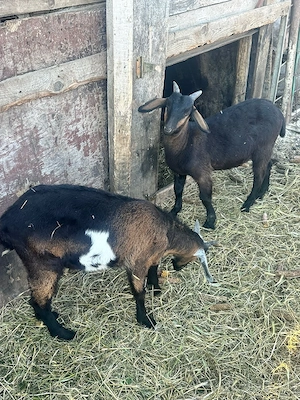 De vanzare doi tapisori 