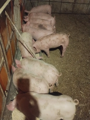 purcei vârsta 2 luni jumate pret 500 lei