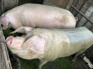 porci de vanzare