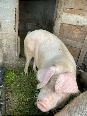 porci de vanzare - imagine 5