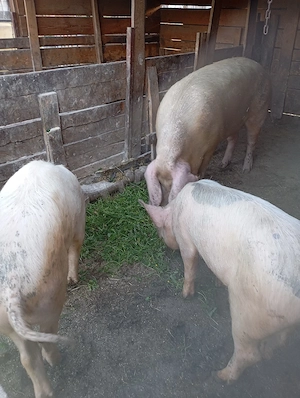 porci de vânzare 