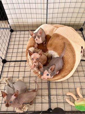 Pui Sphynx Canadian de vânzare - imagine 3