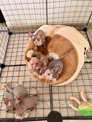 Pui Sphynx Canadian de vânzare
