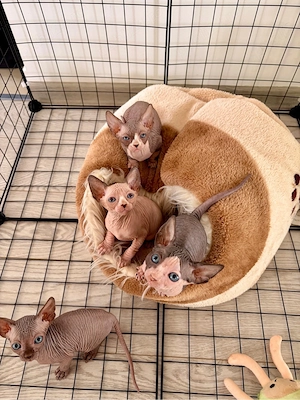 Pui Sphynx Canadian de vânzare - imagine 2