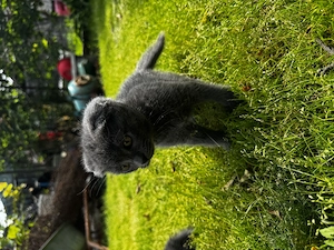 British Shorthair & Scottish fold  - imagine 2