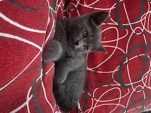 British Shorthair & Scottish fold  - imagine 3