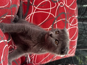 British Shorthair & Scottish fold  - imagine 5