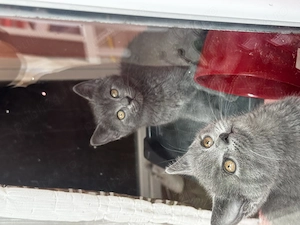British Shorthair & Scottish fold  - imagine 4