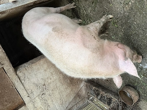 Vand porc de carne Landrace cu Pietrain. 