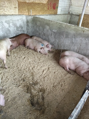 porci de vanzare  - imagine 3