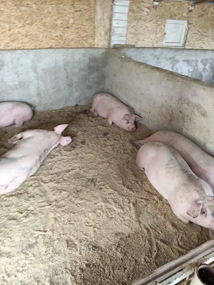 porci de vanzare 