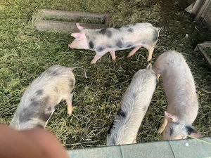 Vând porci de rasă pietrain 