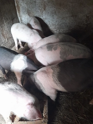 Purcei de vânzare