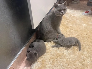 pui british shorthair