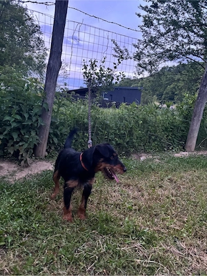 jagdterrier mascul