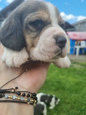 Beagle tricolor 