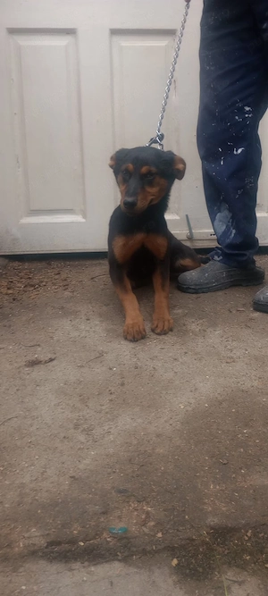 caini Rottweiler cu Lup   - imagine 2