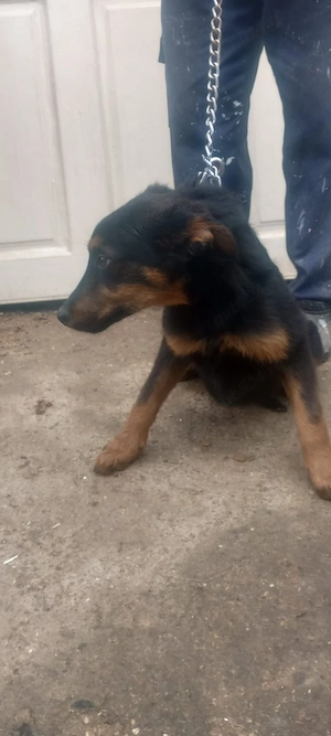 caini Rottweiler cu Lup   - imagine 4