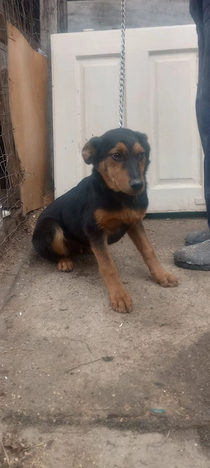 caini Rottweiler cu Lup   - imagine 3