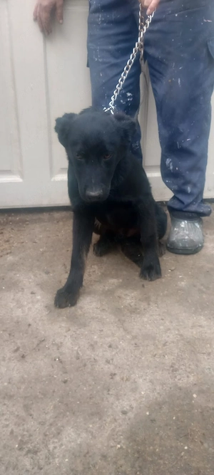 caini Rottweiler cu Lup  