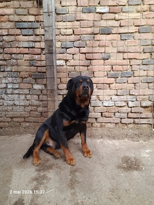 caini Rottweiler cu Lup   - imagine 5