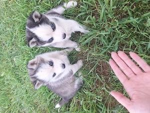 Pui de Haski Siberian  