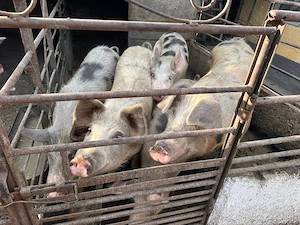 porci grași intre 120-200 kg
