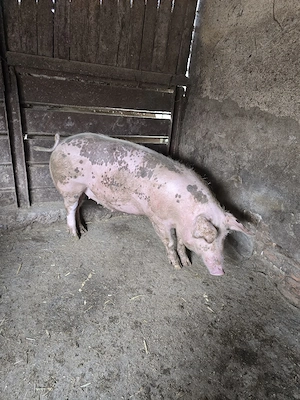 Porc de vanzare