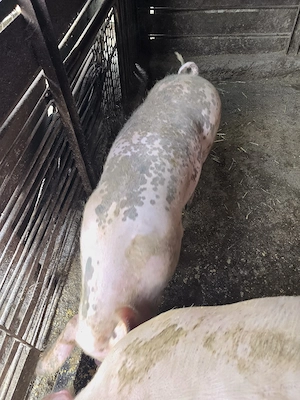 Porc de vanzare - imagine 2