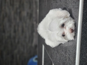 Bichon Maltez talie mica  - imagine 4