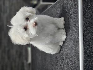 Bichon Maltez talie mica  - imagine 2