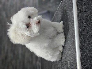 Bichon Maltez talie mica  - imagine 3