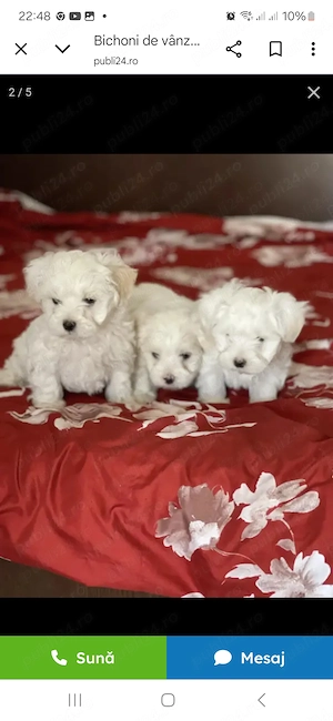 Oferta! Bichon Maltez mini toy  - imagine 4
