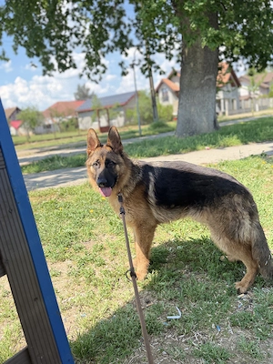 Vând ciobănesc german 