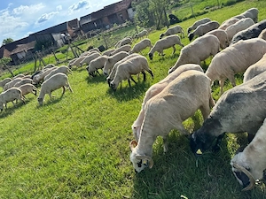 Vând 110 oi și 20 de capre!