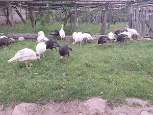 Vand pui de curca 