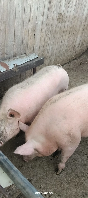 Porci de vânzare  - imagine 2