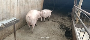 Porci de vânzare 
