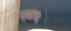 Porci de vânzare  - imagine 4
