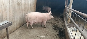 Porci de vânzare  - imagine 3