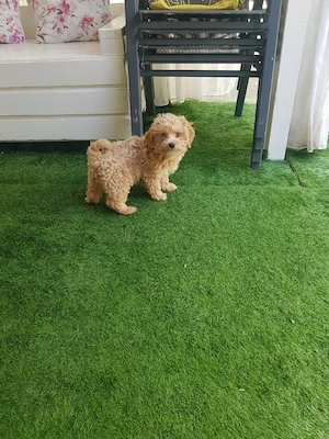  Căței Maltipoo