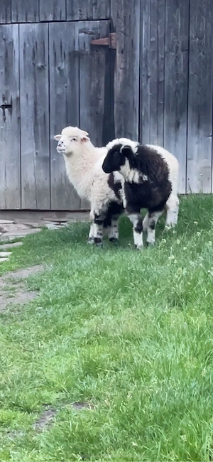 miei berbecuti