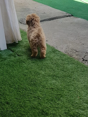  Căței Maltipoo - imagine 2
