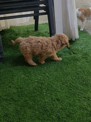  Căței Maltipoo - imagine 3