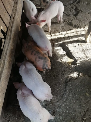 Purcei de vânzare 