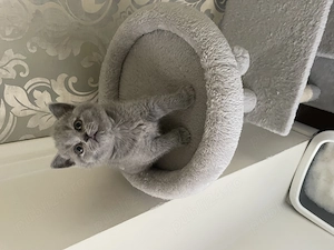 Pisicute British shorthair  - imagine 2