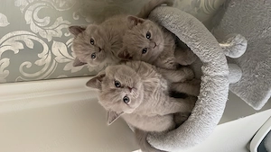 Pisicute British shorthair 